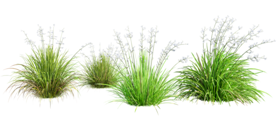 Set of Liberta Formosa - Chilean Iris plant isolated on transparent background. 3D render.