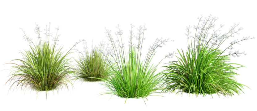 Set of Liberta Formosa - Chilean Iris plant isolated on transparent background. 3D render.