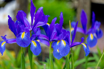 Selective focus of blue flower in the garden, Iris germanica is the accepted name for a species of...