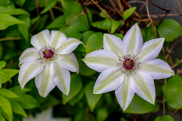 Selective focus white green Leather flowers in garden, Clematis is a genus of the buttercup family, Ranunculaceae or Their garden hybrids have been popular among gardeners, Natural floral background.