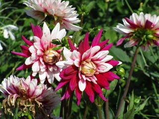 closeup red white blossoms with raindrops