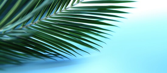Obraz premium palm leaves on light blue wall