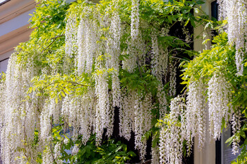 Wisteria floribunda, Alba or White Delight, Wisteria is a genus of flowering plants in the legume...