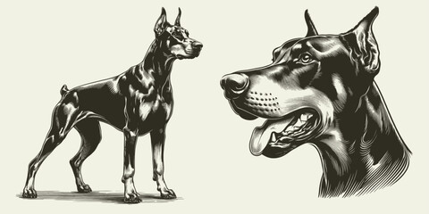 Doberman illustration Set. Hand Drawn Pen and Ink. Vector Isolated in White. Engraving vintage style drawing for print, tattoo, t-shirt	