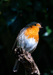 European Robin (Erithacus rubecula) - Commonly Found in Europe