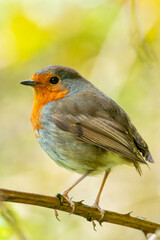 European Robin (Erithacus rubecula) - Commonly Found in Europe