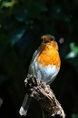 European Robin (Erithacus rubecula) - Commonly Found in Europe