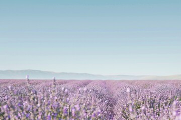 Obraz premium A field of lavender with a blue sky in the background. The field is very large and stretches out for miles