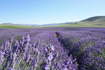 Fototapeta premium A field of lavender with a blue sky in the background. The field is very large and stretches out for miles