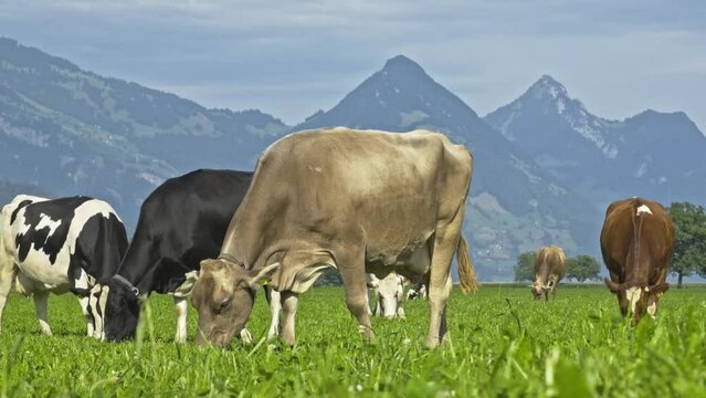 Cow on a summer pasture. Herd of cows grazing in Alps. Holstein cows, Jersey, Angus, Hereford, Charolais, Limousin, Simmental, Guernsey, Ayrshire, Brahman Cattle breeds. Cow in a field. Dairy cow.