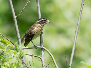 Female Rose-breasted Grosbeak on tree branch in Spring