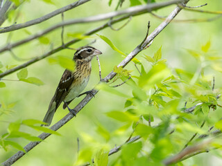 Female Rose-breasted Grosbeak on tree branch in Spring