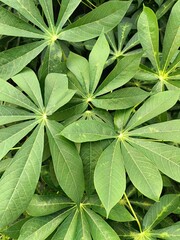 green cassava leaves