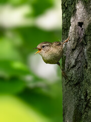 Winter Wren singing on tree trunk in Spring