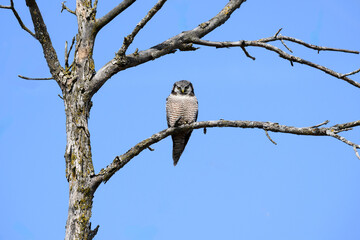 Northern Hawk Owl on tree branch against blue sky
