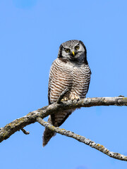 Obraz premium Northern Hawk Owl on tree branch against blue sky
