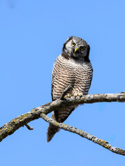Northern Hawk Owl on tree branch against blue sky