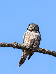 Northern Hawk Owl on tree branch against blue sky