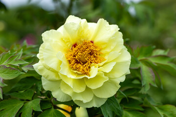 Yellow tree peony flowers blooming in the garden. - Powered by Adobe