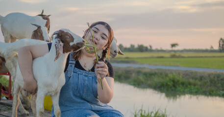 Portrait beautiful fat chubby asian woman farmer one person sitting smile happy enjoy working hand holding grass feeding goat milk animal food on farm rural countryside village evening sunset time