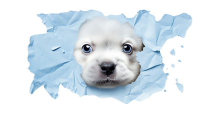  A realistic illustration of a cute puppy dog with blue background. ,  png , transparent