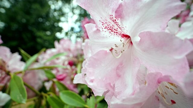 Wide macro shot in slow motion of a bumblebee collecting nectar from a white/pink rhododendron flower on a sunny day. Captured at 120 frames per second.