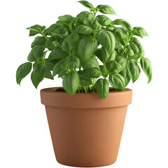basil plant in a pot