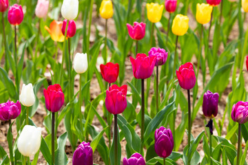 Various tulips blooming in the garden in the forest.