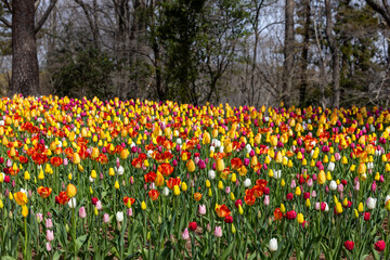 Various tulips blooming in the garden in the forest.