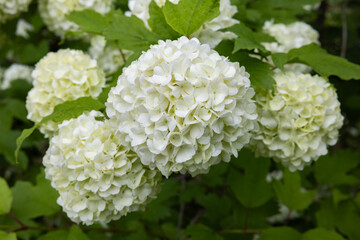 Viburnum opulus, which blooms white ball-shaped flowers in the garden.