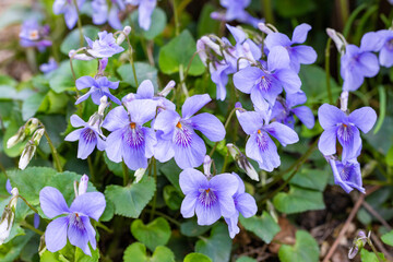 Viola grypoceras A.Gray flowers that bloom with the arrival of spring.