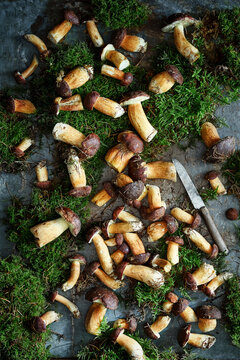 Freshly collected boletus on a metal background with moss