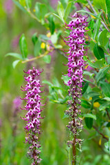 Pink Elephants, San Juan Mountains, Colorado