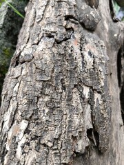 bark of a tree