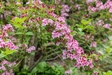 Beautiful pink flowers of weigela florida blooming in the garden.