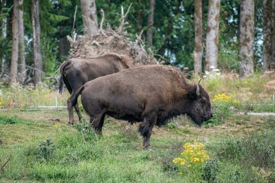 In this image, a solitary bison stands regally amidst a vast, untouched wilderness. Its shaggy fur, tinted with hues of brown and rust, appears in the wild.