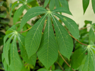 A close-up photo of a cassava leaf unveils its remarkable details.