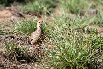 Brown Erckel's Francolin walking through tall grass in a Seabird Nesting Preserve, protected habitat for birds with hiking trails for people, birdwatching in Wailea-Makena, Maui, Hawaii
