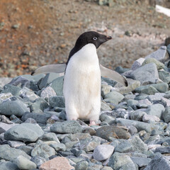 Obraz premium Single Lone Adelie Penguin Posing on a Rocky Beach, Pourquoi Pas Island, Antarctic Peninsula 