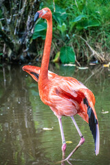 A majestic flamingo bird stands tall in shallow tropical waters, its slender neck gracefully curved as it observes its surroundings.