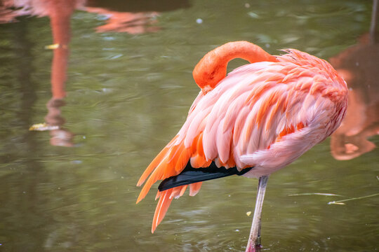 A majestic flamingo bird stands tall in shallow tropical waters, its slender neck gracefully curved as it observes its surroundings.