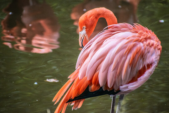A majestic flamingo bird stands tall in shallow tropical waters, its slender neck gracefully curved as it observes its surroundings.
