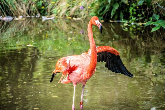 A majestic flamingo bird stands tall in shallow tropical waters, its slender neck gracefully curved as it observes its surroundings.