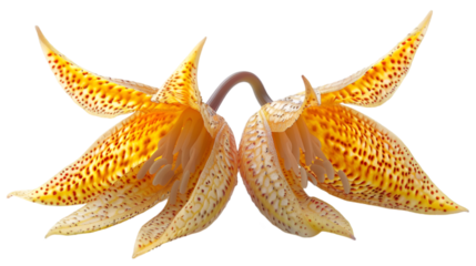 Floral Symphony: Spotted Blooms in Intimate Embrace