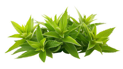 Obraz premium Captivating Close-up of a Serene Green Plant with Serrate Leaves