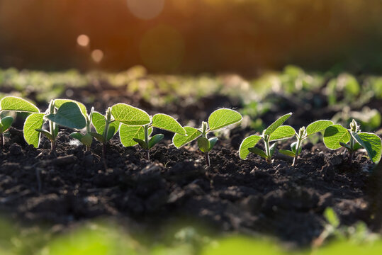 Young sprouts of the agricultural soybean plant grow in a row in the field in the sun's rays. Plants in the open field. Selective focus. Soft focus.