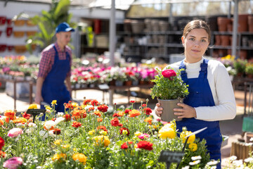 Female worker arranging flowering ranunculus in pots while gardening in glasshouse