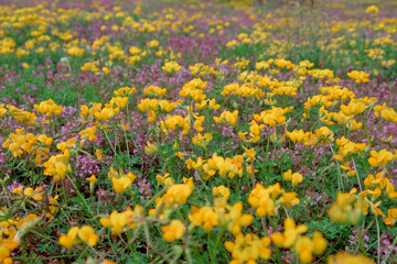 Obraz premium Yellow and Purple Wildflowers in Bloom