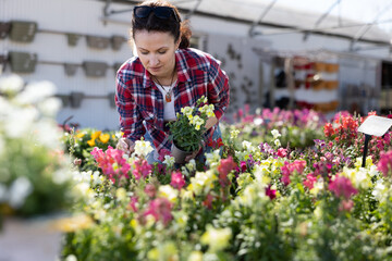 Attentive woman choosing potted flowers conillets (antirrhinum majus) at flower sale in greenhouse