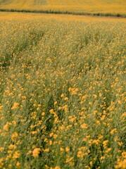 Fields of Canola in Bloom